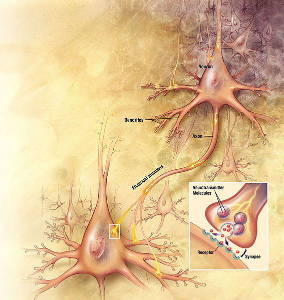 Bild eines Neurons
